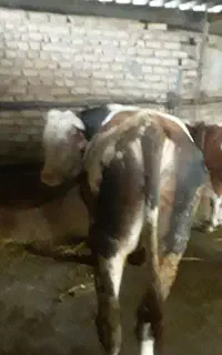 گوساله نر سمینتال چاق