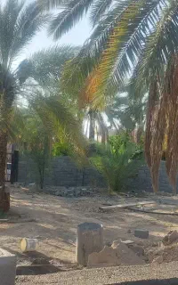 فروش ثمر باغ در شهرستان جم