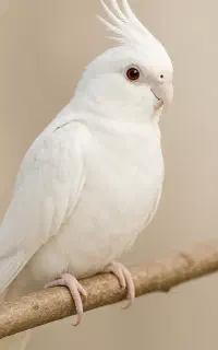 عروس هلندی سفید گم شده