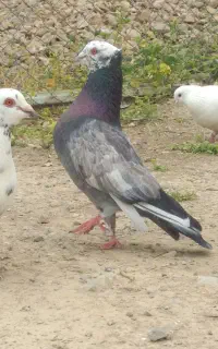 کبوتر ارسنجان