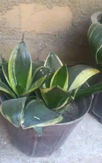 گل سانسوریا