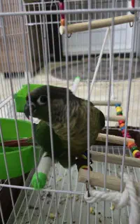 طوطی گرینچیک سبز گمشده