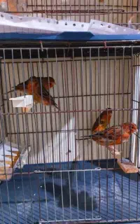 قناری سرخ سوخته