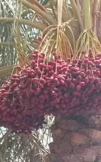 شیش عدد درخت خرما در گنبکی