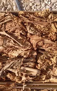 برگ زرد احمد محمودی عطری اصل