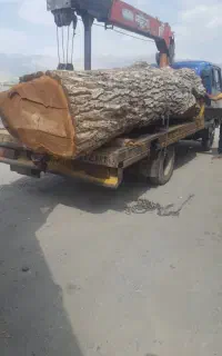خریدفروش انوع چوب گردو،چنار،میوه،تیرچوب کهنه،بید