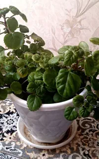 گل های آپارتمانی با قیمت مناسب