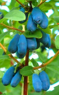 نهال بلوبری و رزبری و بلکبری و ۳۰ مدل و نژاد بری