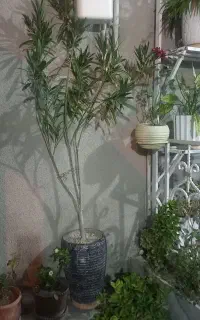گل ژاله