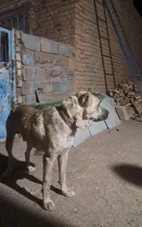 سگ گله
