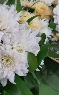 گل طبیعی ماشین عروس ۱تومن