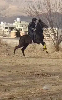 معاوضه موتور با اسب