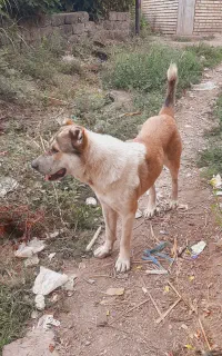 سگ آلابای نر درشت گوسفندی