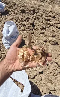 پیاززعفران درجه۱حدود۲۰تن