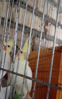 عروس هلندی نر ماده