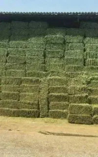 علف و یونجه