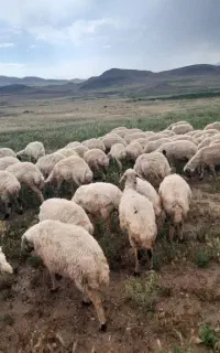 خریدو فروش میش بصورت نقد
