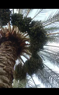 بستن‌نخل
