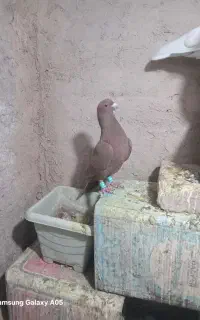 زردوگلی سرسیاه