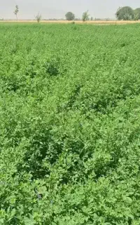 یونجه خشک بدون علف