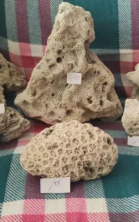 مرجان و شن آکواریوم