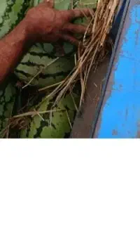 هندوانه بهترین هندوانه