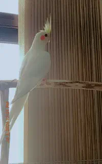 جوجه عروس هلندی