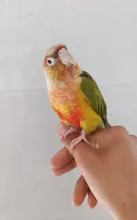 طوطی گرینچیک سخنگو
