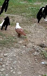 کبوتر ککیلی