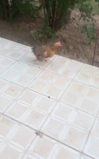 پانزده گونی خشه کاه بفروش میرسد