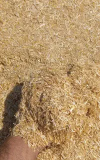 کاه کوبیده گندم