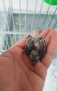 سهره قناری ارسنجانی