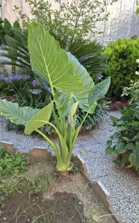 گل باباادم خارجی اصل و سیکاس و غیره