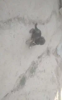 توله سگ سرابی