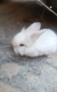 خرگوش