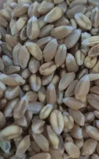 گندم ابی