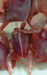 گوشت کبوتر