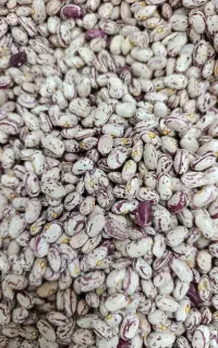 لوبیا چیتی