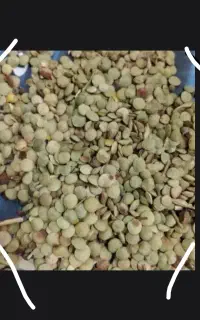 عدس بوجاری نشده امسال