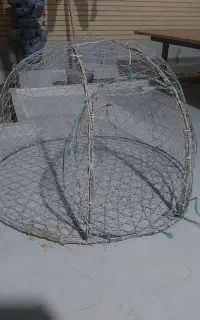گرگور متوسط