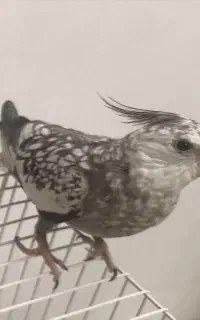 گمشدن عروس هلندی کاشمر خیابان قائم7پشت مهدیه