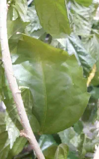 هرس باغ انگور