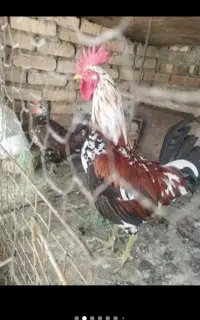 تخم مرغ گلین لری نطفه دار