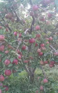 فروش سیب ۱۵۰درخت