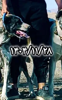 توله افغان خراسانی تضمینی