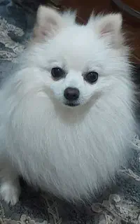 سگ پامر سفید