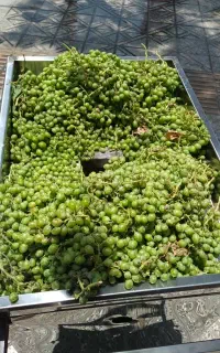 دستگاه سه کاره+stanlessآبغوره+