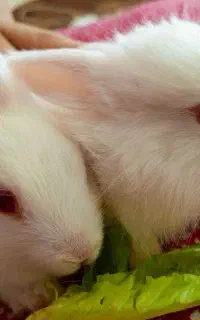 خرگوش