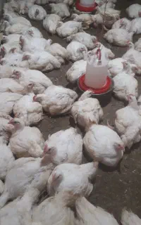 مرغ گشتی ارگانیک ۲۵۵ تومان