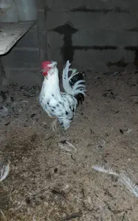 خروس گلین